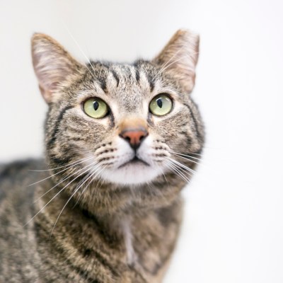 A brown tabby cat that has been eartipped to identify it as spayed or neutered and vaccinated