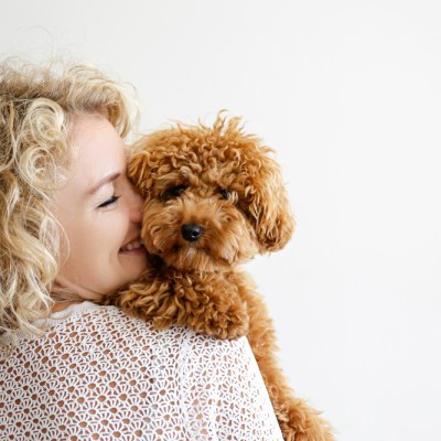 Adorable toy poodle puppy in arms of its loving owner. Small adorable doggy with funny curly fur with adult woman. Close up, copy space.