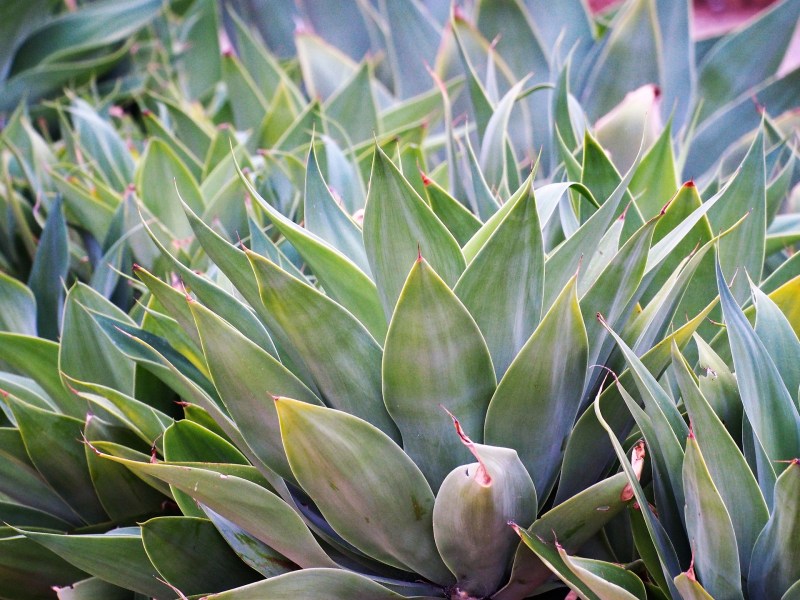 Agave plant