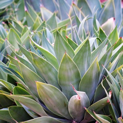 Agave plant