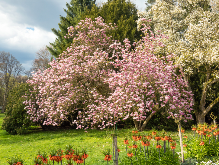 Blossoming Saucer Magnolia tree with orange flowers in the foreground