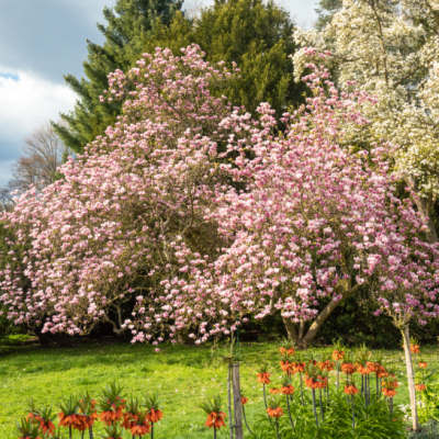 Blossoming Saucer Magnolia tree with orange flowers in the foreground