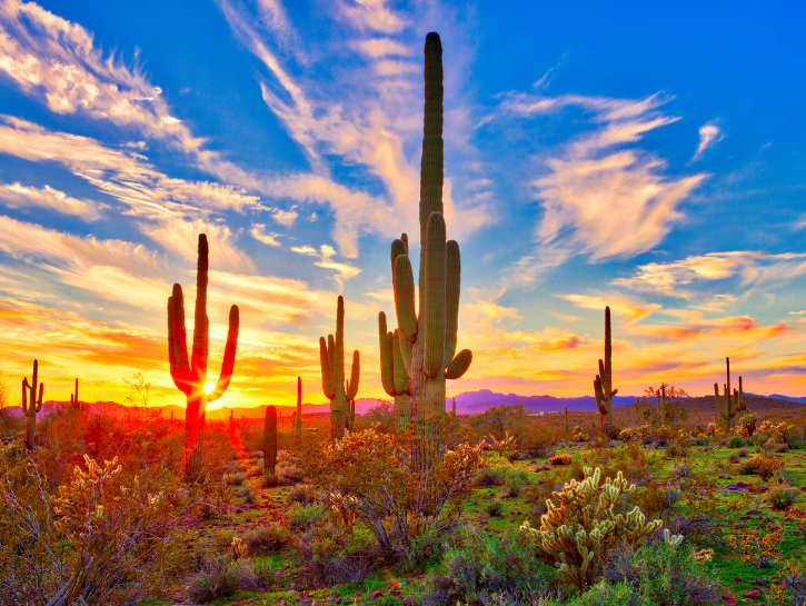 Cacti and other desert plants with colorful sunset in the background