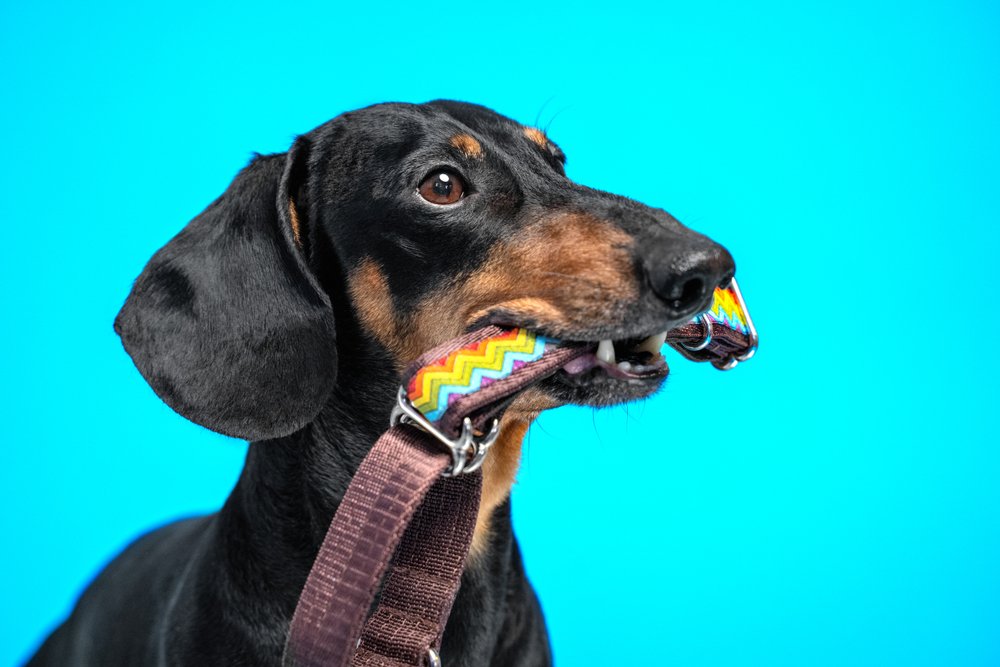 Cute black and tan dachshund holds bright colorful collar and leash in the mouth. Waiting for walk with owner. Indoors, studio, isolated on blue background, copy space.