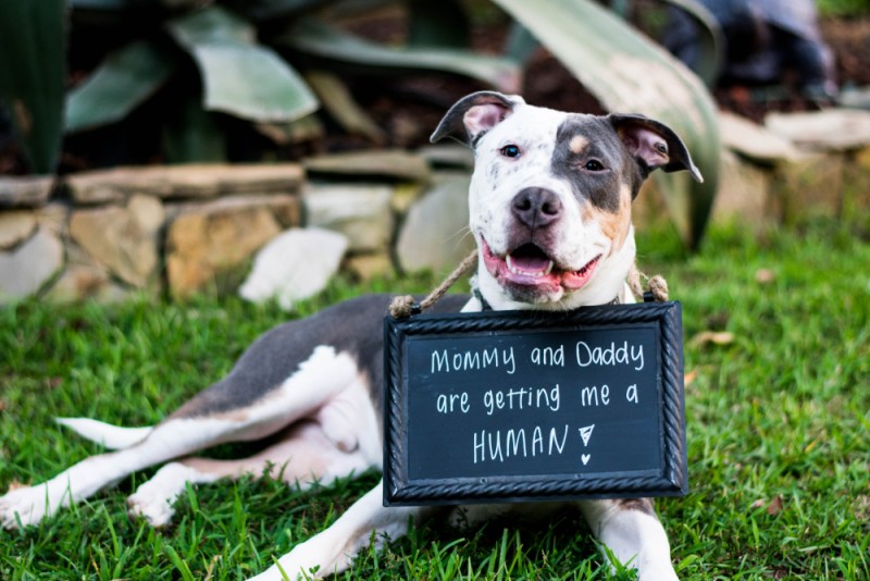 cute pit bull show cases that his mom and dad are expecting!