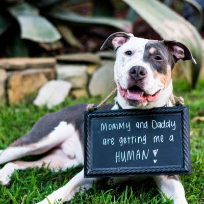 cute pit bull show cases that his mom and dad are expecting!
