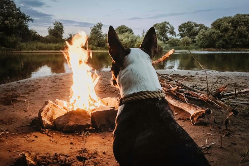 Dog by campfire and a lake