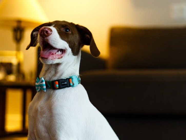 dog in collar