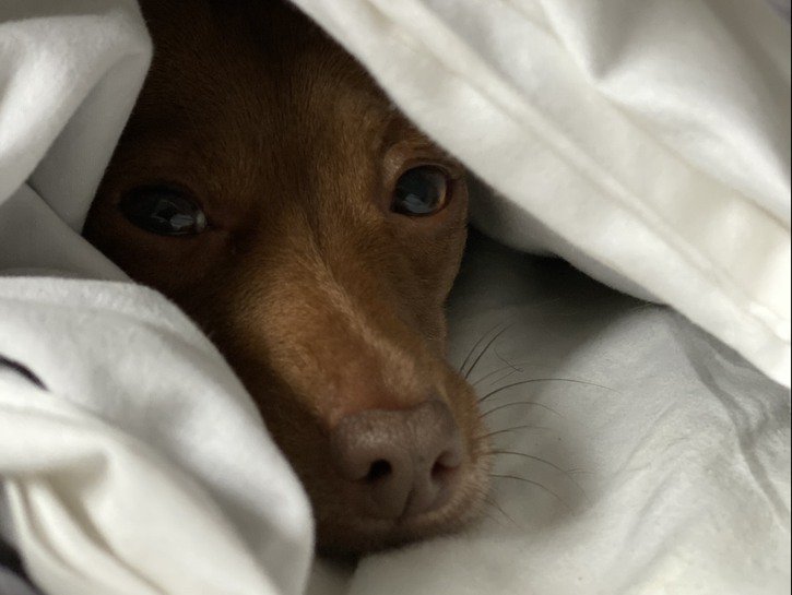dog on blanket