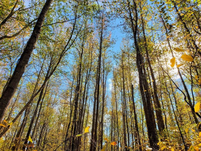 forest tall trees fall foliage