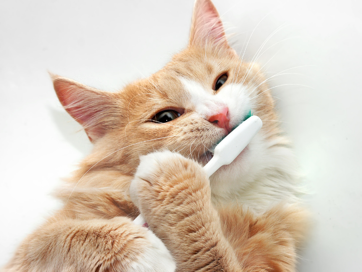 Ginger cat holding toothbrush