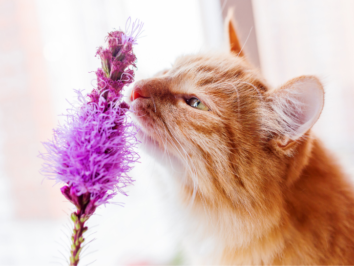 Ginger cat smelling lilac flower