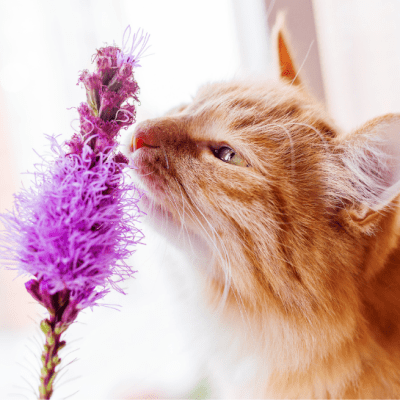 Ginger cat smelling lilac flower