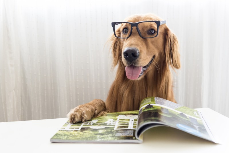 Golden Retriever wearing glasses