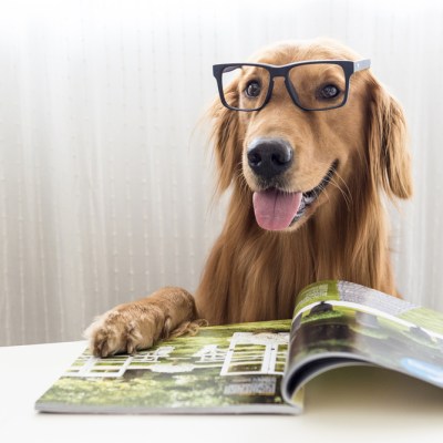 Golden Retriever wearing glasses