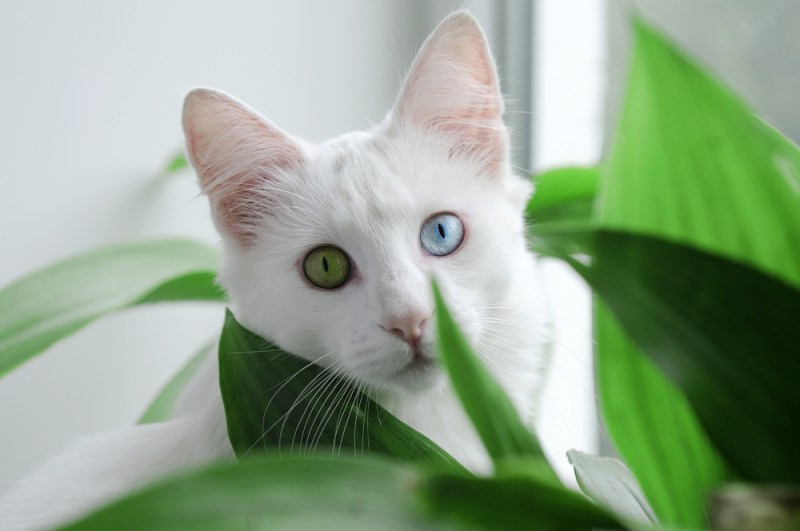 green and blue-eyed cat peering through a plant