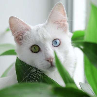 green and blue-eyed cat peering through a plant