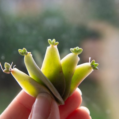 hand holding succulent leaves