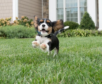 happy puppy running