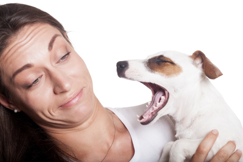 How to Get Rid of Your Dog's Bad Breath