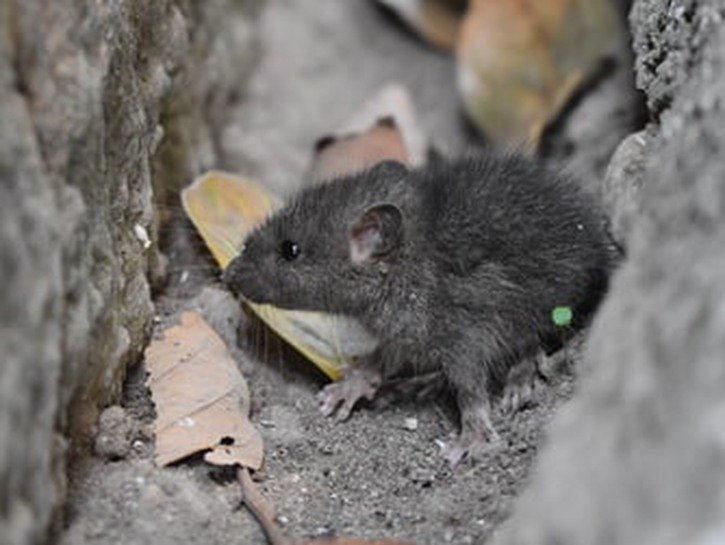 mouse near the foundation of a house