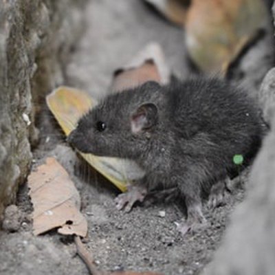 mouse near the foundation of a house