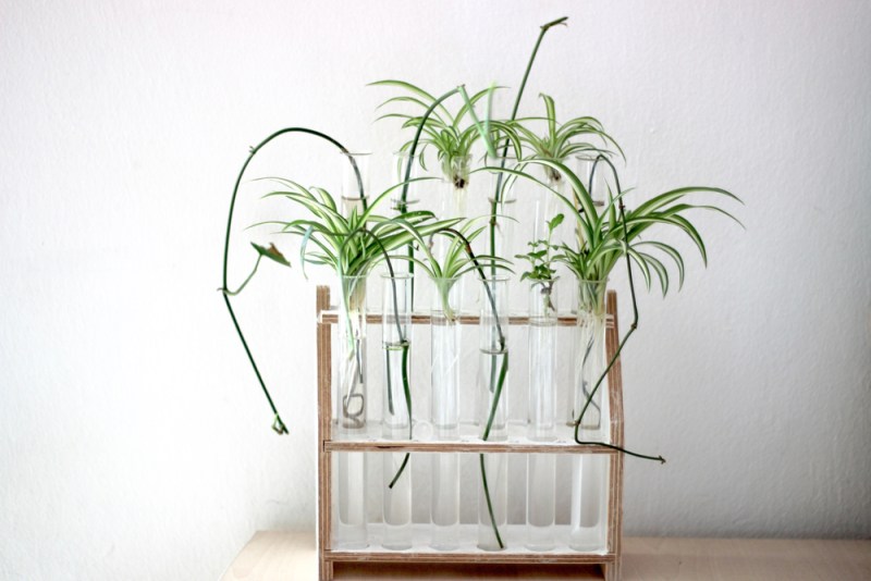 Plant propagation station test tubes