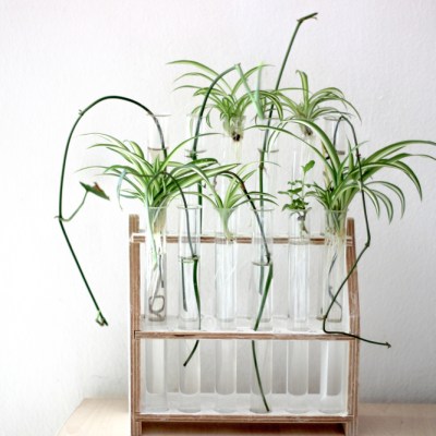 Plant propagation station test tubes