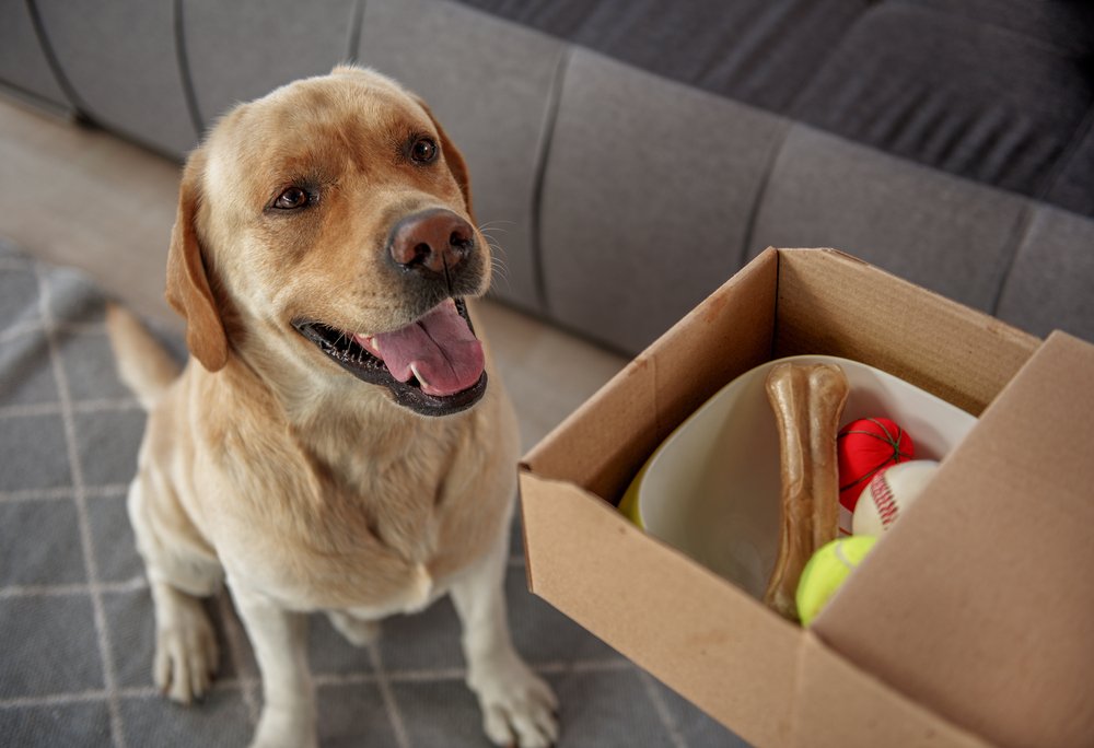 Pleasured dog locating near gift