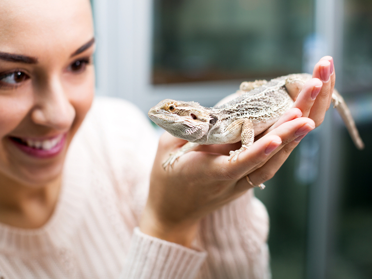 Portrait female customer watching brown gecko close up in petshop