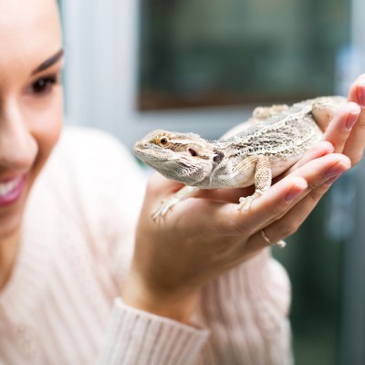 Portrait female customer watching brown gecko close up in petshop