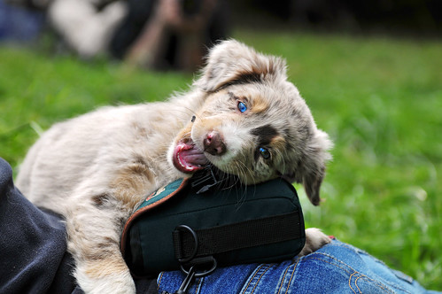 puppy biting a bag