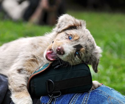 puppy biting a bag