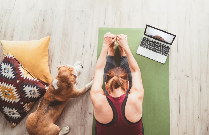 Top view at fit sporty healthy woman sit on mat in Paschimottanasana pose, doing breathing exercises, watching online yoga class on laptop computer. Her beagle dog keeping company next on the floor.