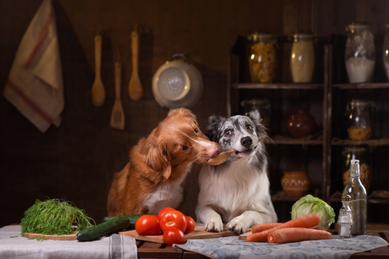 two dogs together in the kitchen are preparing food. Nova Scotia Duck Tolling Retrieverr and Border Collie. pet feeding, natural, raw food diet