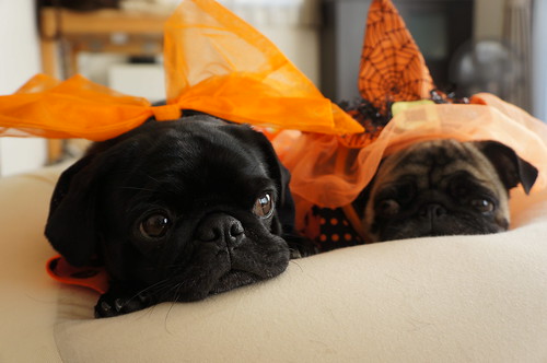 two pugs dressed for Halloween