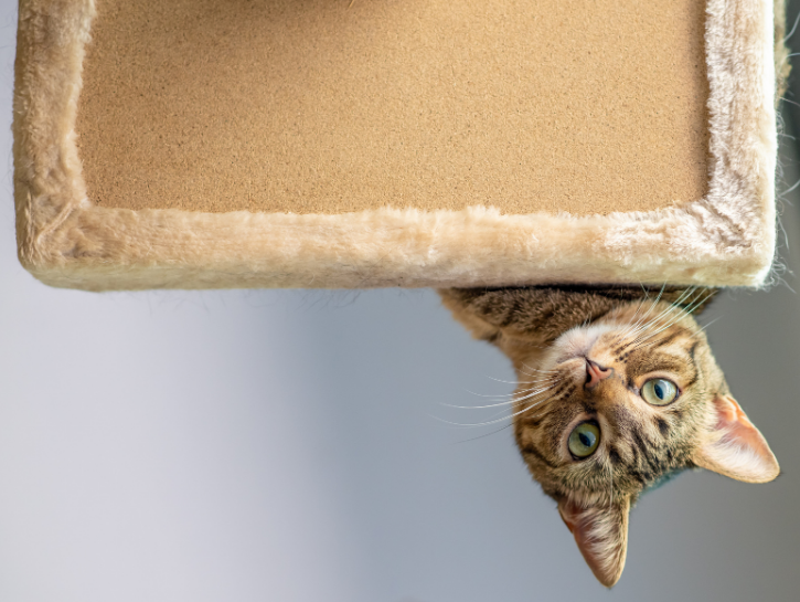 Upwards shot of a cat looking over the side of a cat tower