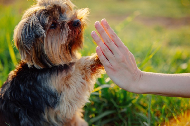 Yorkshire terrier gives paw his owner closeup with human hand