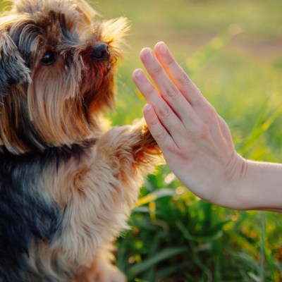 Yorkshire terrier gives paw his owner closeup with human hand