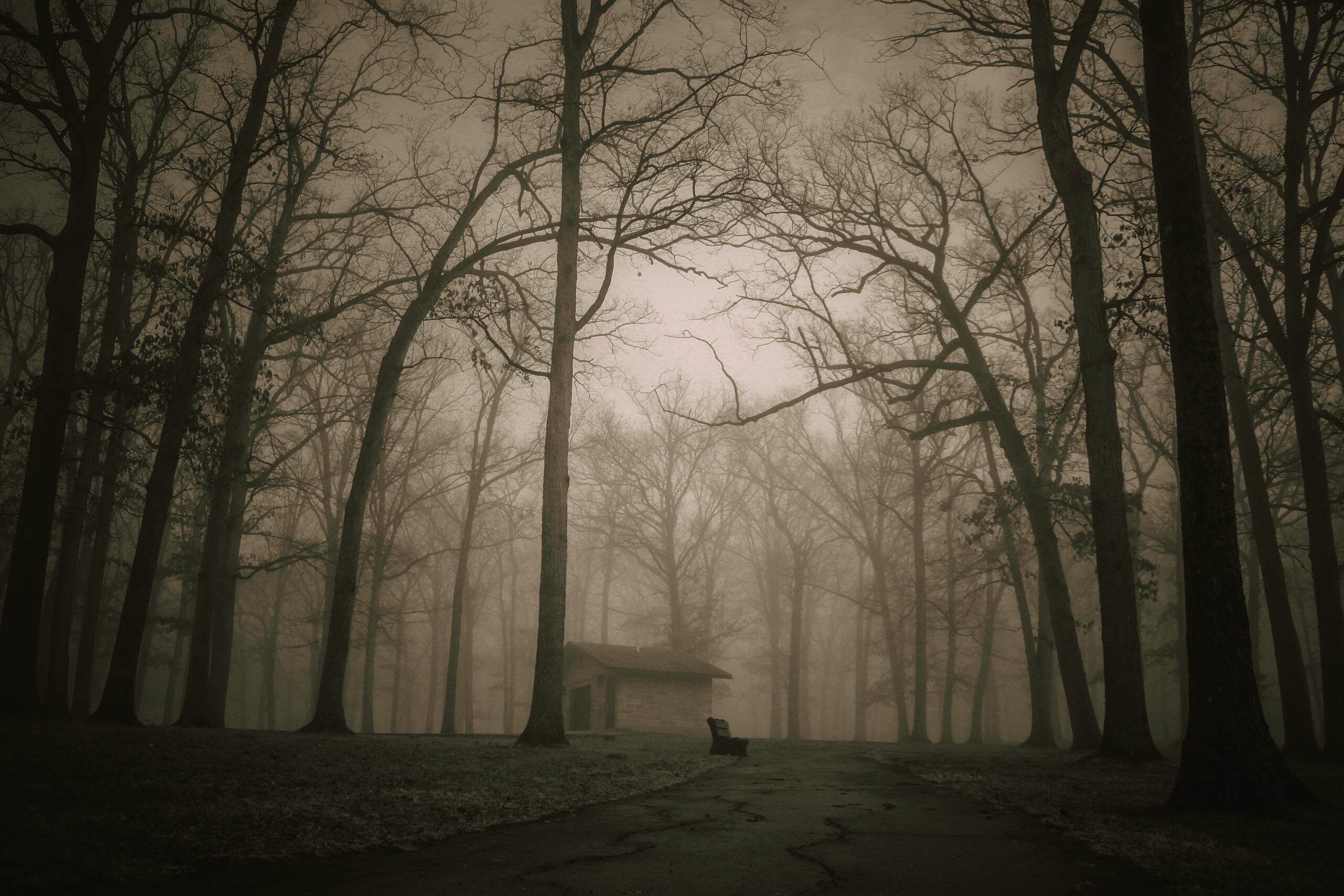 Last year, the fog made a surreal scene in the woods. Expecting this year to be the same and hoping to get some beautiful images to share with people around the world.